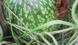 神巫奇才吃瓜,吃瓜群众揭秘奇幻世界背后的秘密