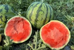 吃瓜吃得什么瓜