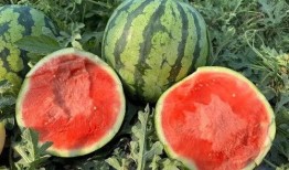 吃瓜吃得什么瓜