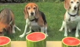 小狗围观吃瓜图,萌态十足！