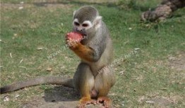 瓜吃狸是什么动物,揭秘神秘动物瓜狸的传奇故事