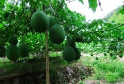 吊瓜嫩芽怎么吃,探索家常烹饪新选择