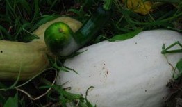 牧瓜怎么吃呢,探索美味与营养的完美结合