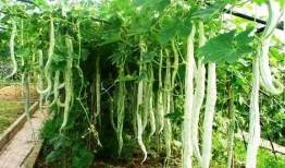 吃蛇瓜声控,揭秘蛇瓜的独特美味之旅