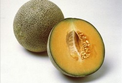 吃瓜群众甜蜜指南小说,揭秘吃瓜群众的小说世界