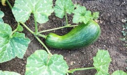 孕期可以吃瓠瓜,瓠瓜助力母婴健康