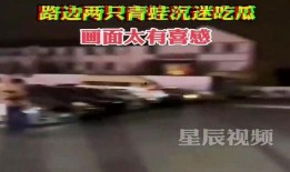 路边青蛙吃瓜,路边青蛙的夏日瓜果盛宴