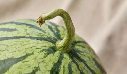 吃瓜人近况,揭秘幕后故事与生活点滴