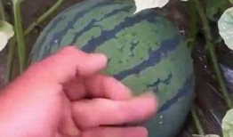 瓜根本吃不过来