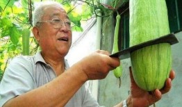 南阳大爷吃瓜事件,一场引发全民热议的网络奇观