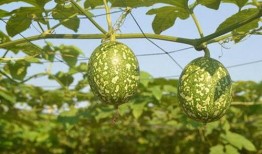 怎么吃长吊瓜,教你如何美味享用长吊瓜