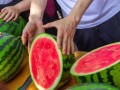 吃瓜最近大学,大学生吃瓜成潮流现象解析