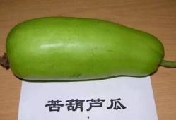 没法吃的瓜,揭秘那些无法入口的“美味瓜果”之谜