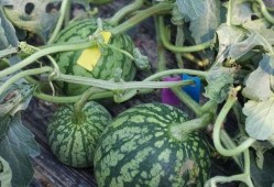 吃瓜最新时间,揭秘娱乐圈最新动态