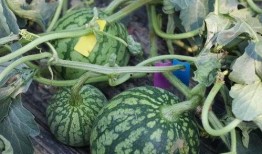 吃瓜最新时间,揭秘娱乐圈最新动态