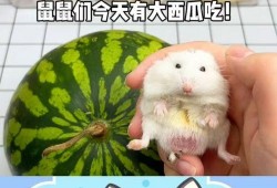 吃瓜甜鼠,揭秘网络红人的甜蜜生活与争议