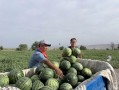 瓜洲什么季节吃瓜,瓜香四溢的甜蜜时光