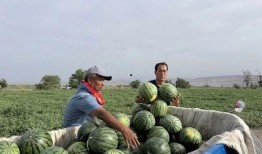 瓜洲什么季节吃瓜,瓜香四溢的甜蜜时光