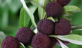 黑黑草梅吃瓜,揭秘瓜果界的神秘力量