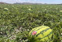 单方面吃瓜,揭秘娱乐圈背后的真相与八卦