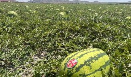 单方面吃瓜,揭秘娱乐圈背后的真相与八卦