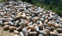 云南吃瓜群众缅甸