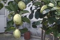 复合树瓜怎么吃,解锁美味新体验