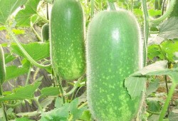 吃棚瓜的好处,健康生活新选择”