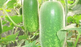 吃棚瓜的好处,健康生活新选择”