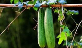 立秋之后吃瓜,清凉一夏，养生新风尚