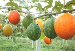 怎么吃长吊瓜,教你如何美味享用长吊瓜