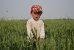 小孩麦田吃瓜,小孩的欢乐时光