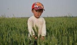 小孩麦田吃瓜,小孩的欢乐时光