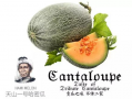吃瓜群名称推荐,网络社交新现象背后的故事与影响