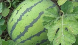 怎么加入吃瓜组织,如何轻松加入热门“吃瓜”组织，畅享娱乐盛宴