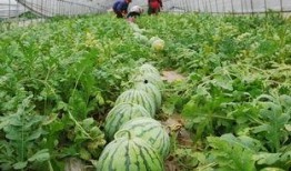 吃瓜社区最新,最新热门事件大盘点