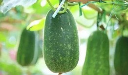 瓜洲什么季节吃瓜,瓜香四溢的甜蜜时光