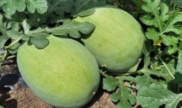 吃瓜切花,揭秘美食与艺术的跨界融合之旅