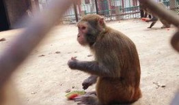 猴子吃瓜道理,揭示人性中的贪嗔痴