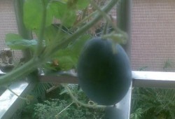 莱阳阳台吃瓜,瓜香四溢的夏日时光