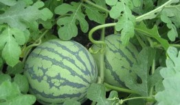 吃瓜人近况,揭秘幕后故事与生活点滴