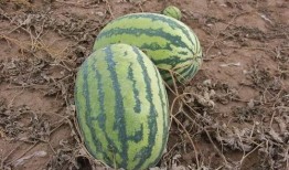 长泾镇吃瓜,瓜香四溢，品味夏日田园风情