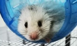 托尔吃瓜官网,揭秘娱乐圈幕后故事，带你领略明星真实一面