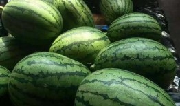 吃瓜博主7,带你领略网络红人的魅力与争议