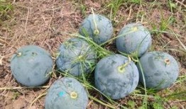 霍山县吃瓜