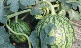 吃瓜最新时间,揭秘娱乐圈最新动态