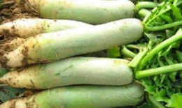 冬天吃萝卜夏吃瓜好吗,冬天萝卜夏天瓜，养生之道尽在其中