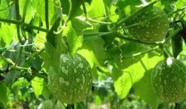 吊瓜适合怎么吃,解锁健康美味新体验