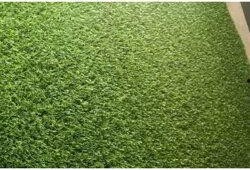 大街草坪吃瓜,瓜香四溢，夏日休闲新风尚