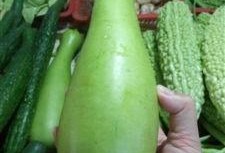 吃蒲瓜多久中毒,揭秘食用时间与中毒风险的关系